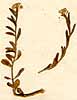 Iberis saxatiles L., närbild, framsida x6