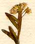 Iberis saxatiles L., blomställning x8