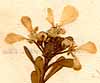 Iberis semperflorens L., blomställning x8