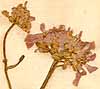 Iberis umbellata L., inflorescens x8