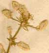 Illecebrum monsonia L. f., blomställning x6