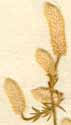 Illecebrum monsonia L. f., blomställning x8
