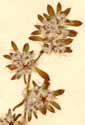 Illecebrum paronychia L., blomställning x8