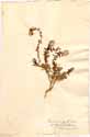Illecebrum paronychia L., front