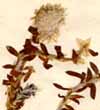 Illecebrum paronychia L., inflorescens x5