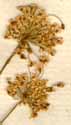 Imperatoria ostruthium L., blomställning x8