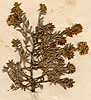 Indigofera sericea L., inflorescens x3