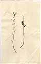 Indigofera tinctoria L., framsida