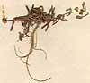 Indigofera trifoliata L., närbild x4