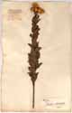 Inula spiraeifolia L., framsida
