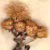 Inula spiraeifolia L., blomställning x5