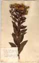 Inula squarrosa L., framsida