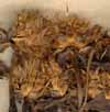 Inula squarrosa L., inflorescens x6