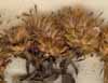 Inula squarrosa L., blomställning x6