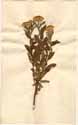 Inula squarrosa L., front