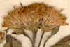 Inula squarrosa L., blomställning x6