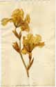 Iris germanica L., front