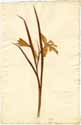 Iris graminea L., framsida