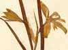 Iris graminea L., blommor x2