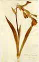 Iris sambucina L., framsida