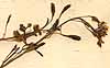 Isatis lusitanica L., blomställning x8