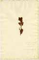 Isnardia palustris L., framsida
