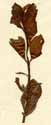 Isnardia palustris L., närbild x2