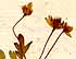 Isopyrum fumarioides L., blomställning x8