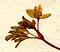 Isopyrum fumarioides L., blomställning x8