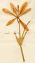 Ixia chinensis L., blomma x3