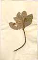 Jambolifera pedunculata L., framsida