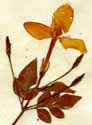 Jasminum grandiflorum L., blomställning x4