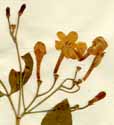 Jasminum humile L., inflorescens x4