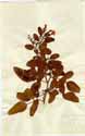 Jasminum odoratissimum L., framsida