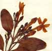 Jasminum odoratissimum L., blomställning x4