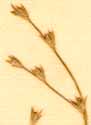 Juncus bufonius L., blomställning x8
