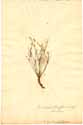 Juncus bufonius L., front