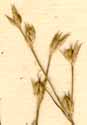 Juncus bufonius L., flowers x8