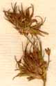 Juncus bulbosus L., blomställning x8