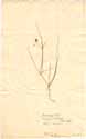 Juncus bulbosus L., framsida
