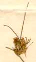 Juncus bulbosus L., blomställning x8