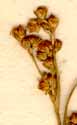 Juncus compressus Jacq., inflorescens x8