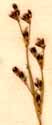 Juncus gerardii Loisel., inflorescens x8