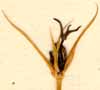 Juncus grandiflorus L., inflorescens x8