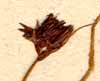 Juncus jacquini L., inflorescens x8