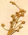 Juncus obtusiflorus Ehrh., blomställning x6