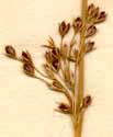 Juncus obtusiflorus Ehrh., inflorescens x8