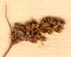 Juncus spicatus L., inflorescens x8