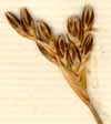 Juncus squarrosus L., inflorescens x6