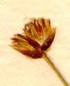 Juncus triglumis L., inflorescens x8